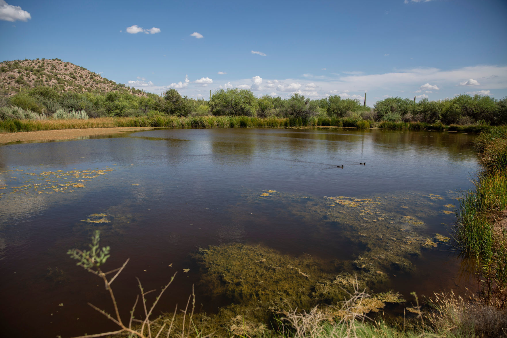 Quitobaquito Springs, 2019